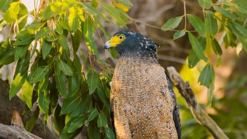 An image of a bird sitting on the branch of a tree